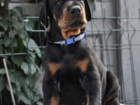 A şecereli doberman yavrular