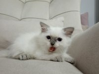Güzel kedimiz yeni evini bekliyor