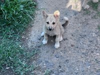 Akita inu yavrularımız için ulaşınız