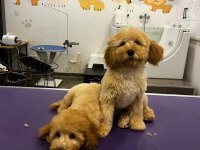 Poodle bebekler