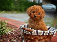 Ruhsatlı Üreticiden Toy Poodle Bebekler