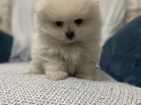 Pomeranian boo bebekler