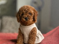 Safkan Irk Ve Sağlık Garantili Toy Poodle