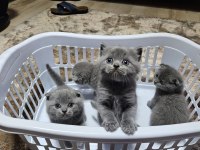 Scottish fold straight 55 günlük yavrular