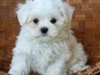 Teacup Kore Dişi Maltese