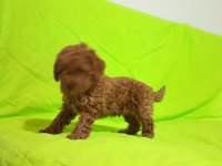 Toy poodle yavrularımız