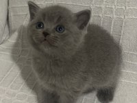 Evden Eşsiz Show Kalite British Shorthair Yavrular