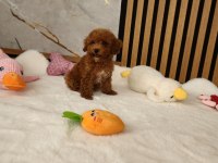 Maltipoo Yavrular  Sosyal Ve Seviml