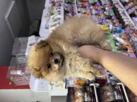 Pomeranian beyaz orange her renk yavru mevcuttur