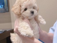 EV ORTAMINDA BÜYÜYEN RED / WHİTE POODLE YAVRULAR