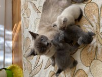 2 scottish fold ve 1 blue point
