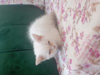 British erkek cins kedi 2 aylık