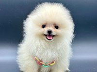 Safkan Pomeranian Boo Bebekler