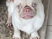 Egzotik pink pug mops