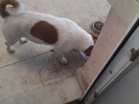Jack Russell Köpeğimiz Sahiplendirilecek