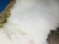 Hollanda lop teddy