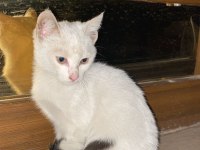 Yavru kedimiz 2 aylık