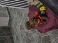 Toy poodle dişi erkek yavrumuz