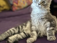 Maine coon - sadece ömürlük yuvalar seçilir