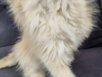 British longhair kedimiz