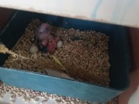 3 yavrusuyla birlikte satılık takım muhabbet kuşu