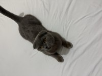 Scottish fold 5 aylık dişi