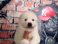 Bembeyaz Güzellik Safkan Samoyed Yavrusu