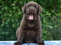 Şecereli Labrador Retriever
