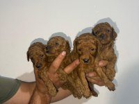 Toy poodle sağlık garantili