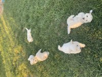 19.06.2023 tarihli terrier yavrular