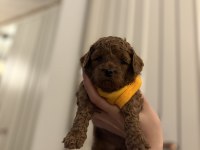 ORJİNAL RED BROWN POODLE YAVRULAR
