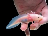Çok Şirin Axolotl Yavrular Adana