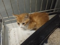Yavru kedilerimizi sahiplendirmek istiyoruz