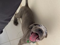Cane corso erkek