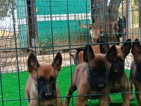 1 SINIF WORKİNG LINE BELGIAN MALINOIS