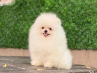 Ankaranın en seçkin pomeranian yavruları