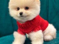 POMERANİAN BOO YAVRULARI