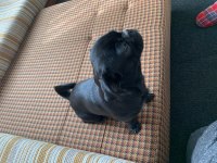 10 aylık tuvalet eğitimli siyah pug