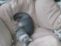 British shorthair mükemmel renk Marsımız ücretsiz