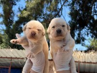 Labrador köpeği yavrularımız