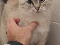 Ücretsiz British Longhair