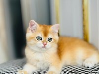 Şecereli safkan golden ny12 erkek dişi british shorthair