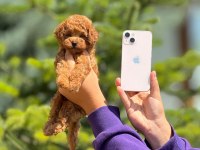 Toy poodle bebek köpekler