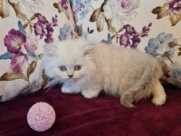 Sun Kennels Üretim Çiftliğinden British Shorthair