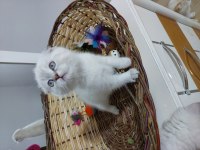 Scottish fold prensesim 2 aylik