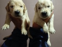 Orjinal golden retriever yavruları