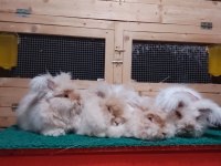 ANGORA TAVŞAN YAVRUSU
