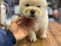chow chow bebekler