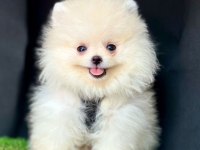 Sevimli Pomeranian Boo Yavrularımız