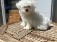 MALTESE TERRİER YAVRULARI BEMBEYAZ KARTOPU
